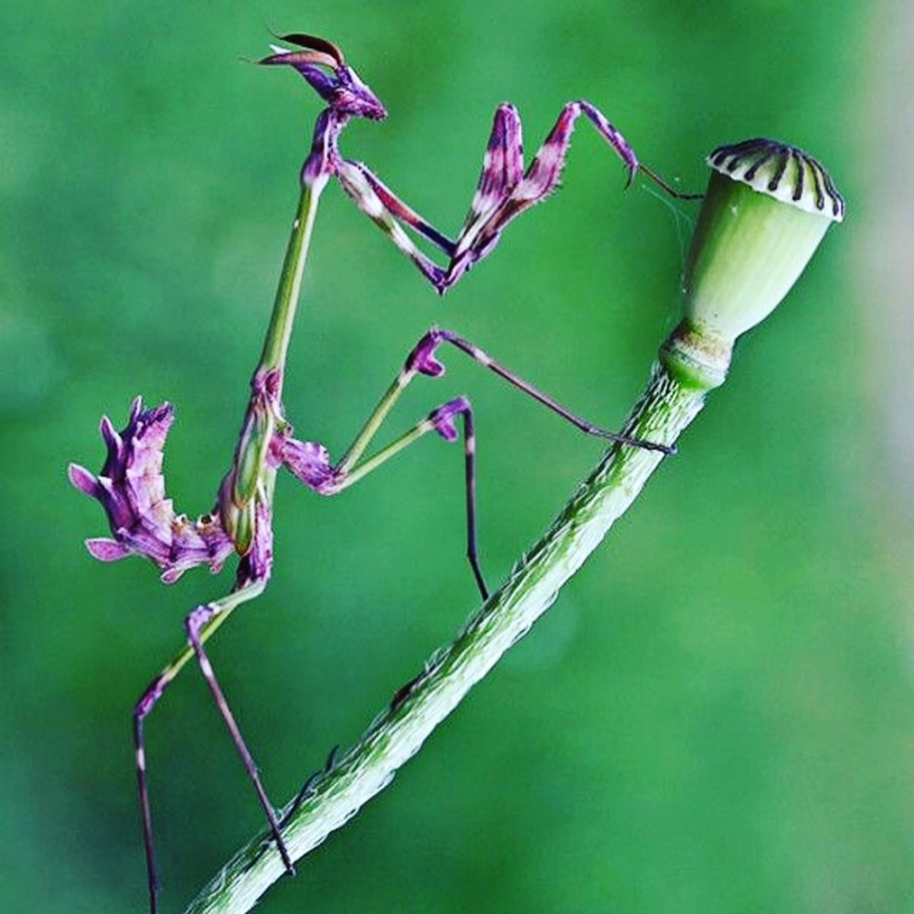 Meet your Posher, Laurie